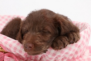 Chocolate Labradoodle puppy sleeping