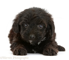 Black Yorkipoo pup, 6 weeks old