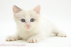 Blue-eyed Ragdoll kitten