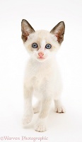 Siamese-cross kitten