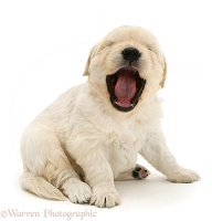 Sleepy Golden Retriever pup, yawning