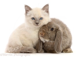 Ragdoll cross kitten, 8 weeks old, and grey lop bunny