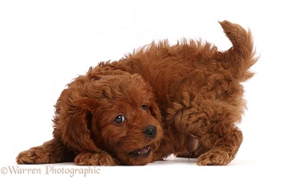Playful Red Cavapoo puppy, 7 weeks old