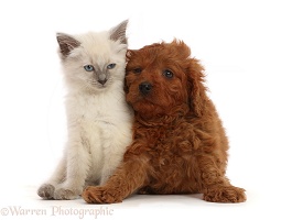 Red Cavapoo puppy and Ragdoll cross kitten