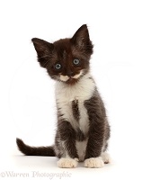 Characterful smoke Black-and-white kitten