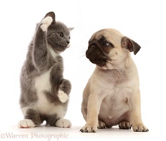 Blue-and-white kitten waving at fawn Pug puppy