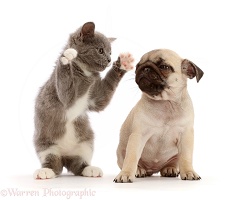 Blue-and-white kitten dabbing at fawn Pug puppy