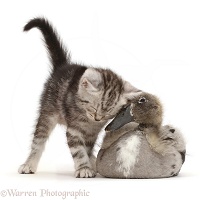 Silver tabby kitten cheek to beak with Indian Runner duckling
