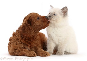 Red Cavapoo puppy licking Ragdoll cross kitten