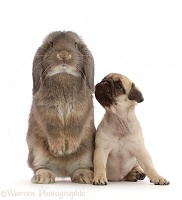 Fawn Pug puppy, 8 weeks old, and grey Lop bunny standing