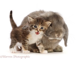 Grey Lop bunny with tortie tabby kitten meowing