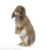 Grey Lop bunny standing up