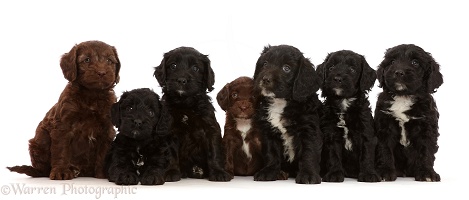 Seven Black and Chocolate Sproodle puppies