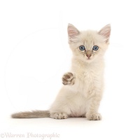 Blue point kitten, sitting and pointing a paw