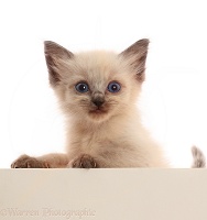 Blue-eyed colourpoint kitten, paws over