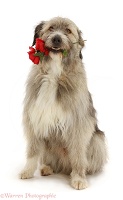 Romanian rescue dog holding red roses