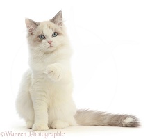 Ragdoll-x-Persian kitten, 14 weeks old, sitting and pointing