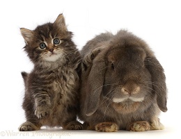 Tabby kitten and grey Lop rabbit