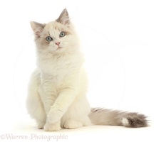 Ragdoll-x-Persian kitten, 14 weeks old, sitting