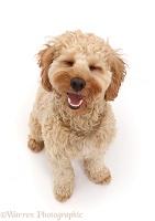 Happy Cockapoo dog sitting, eyes closed