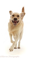 Happy Yellow Goldidor Retriever dog running
