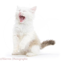 Birman x Ragdoll kitten yawning