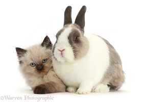 Persian x Ragdoll kitten and Netherland Dwarf rabbit