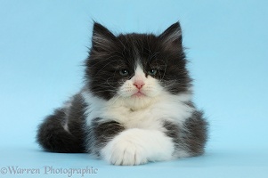 Black-and-white Persian x Ragdoll kitten, on blue background