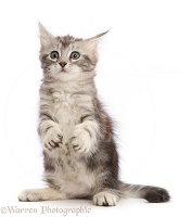 Silver tabby kitten, with raised paws and funny face
