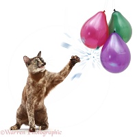 Tortoiseshell Burmese cat, bursting a balloon
