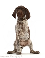 Liver-and-white Pointer puppy, pointing a paw