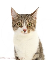 Tabby-and-white cat, portrait