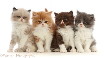 Four Persian-cross bicolour kittens, 6 weeks old, sitting in a row