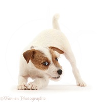 Tan-and-white Jack Russell Terrier puppy, in play-bow