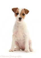 Tan-and-white Jack Russell Terrier puppy, sitting