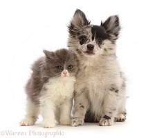Pomeranian-cross puppy and blue bicolour kitten