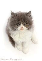 Blue bicolour Persian cross kitten, sitting and looking up