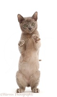 Lilac Burmese kitten, standing up with raised threatening paws