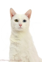 White cat with different coloured eyes