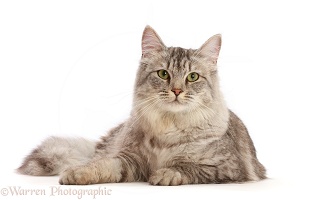 Silver tabby female cat, lying with head up