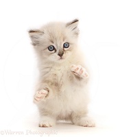 Ragdoll-cross kitten, 5 weeks old, standing up with raised paws