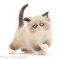 Persian-cross kitten, 9 weeks old
