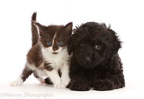 Black-and-white kitten, and black Cavapoo puppy