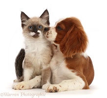Ragdoll-cross kitten and Cavalier pup