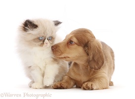 Dachshund puppy and Persian-cross kitten