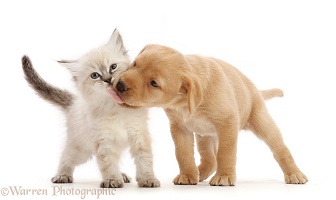 Yellow Labrador Retriever puppy licking Ragdoll-cross kitten
