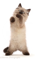 Ragdoll-cross kitten, standing up with raised paws like boxing