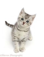 Silver tabby kitten, sitting looking up