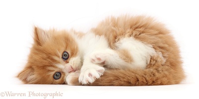 Playful ginger-and-white kitten lying on side