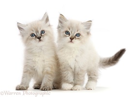 Two Ragdoll-cross kittens, 6 weeks old